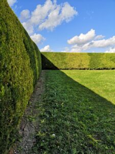 Taille haies jardinier marne