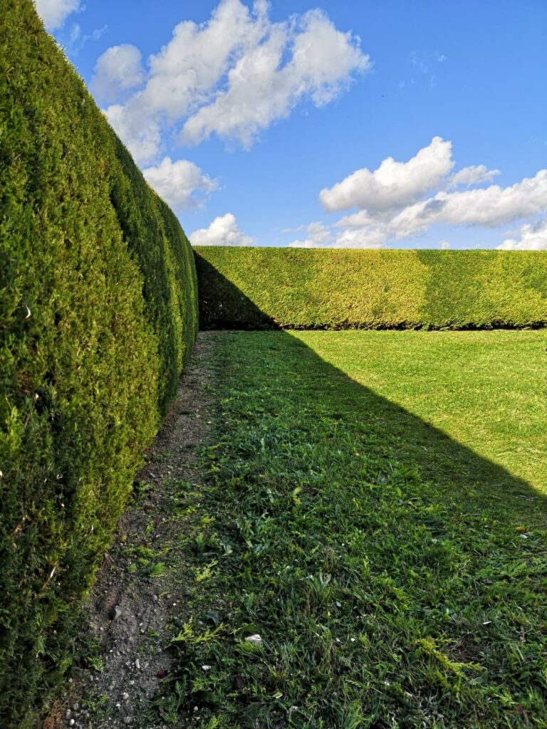 Taille haies jardinier marne