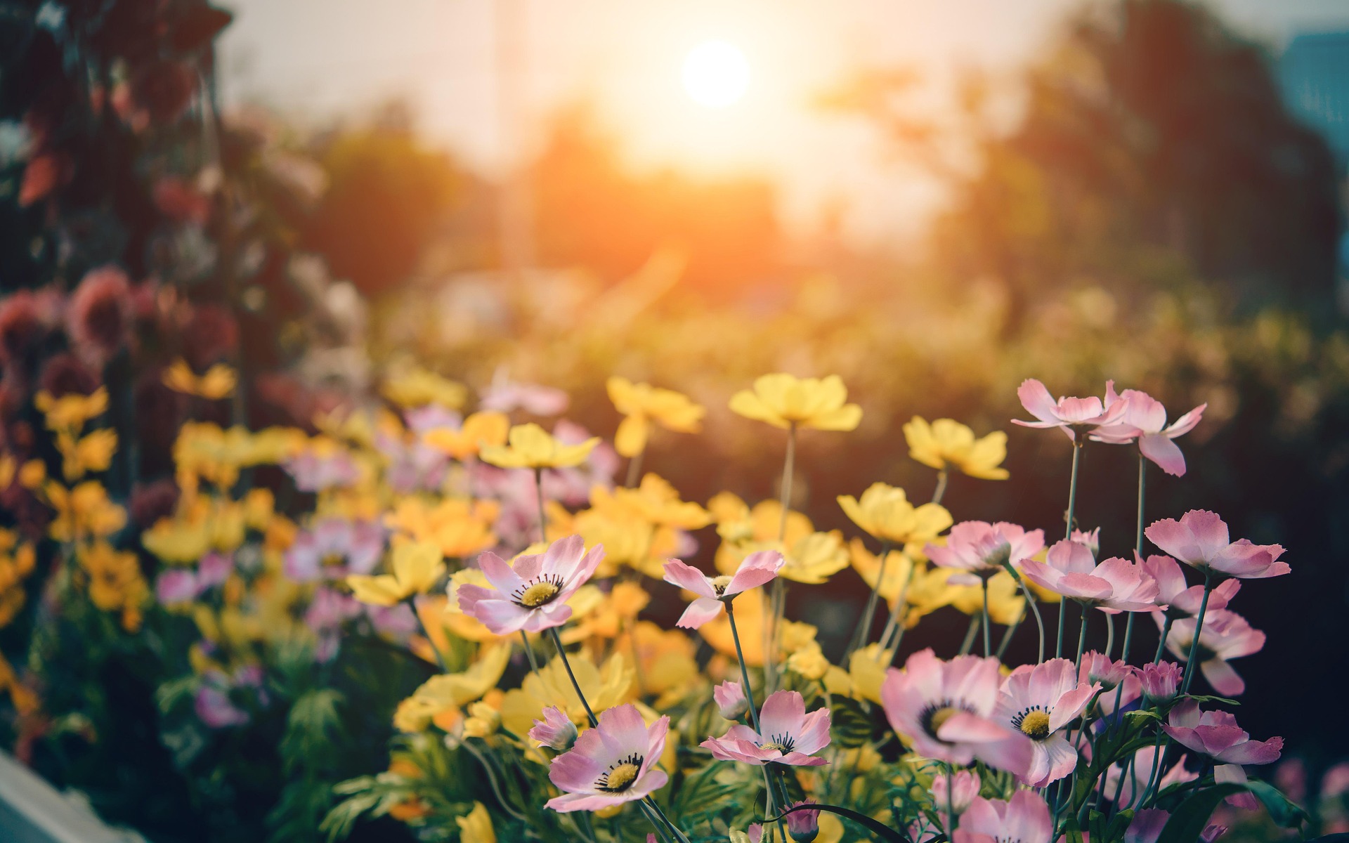 fleurs jardin