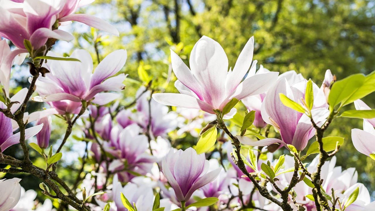 fleurs jardin