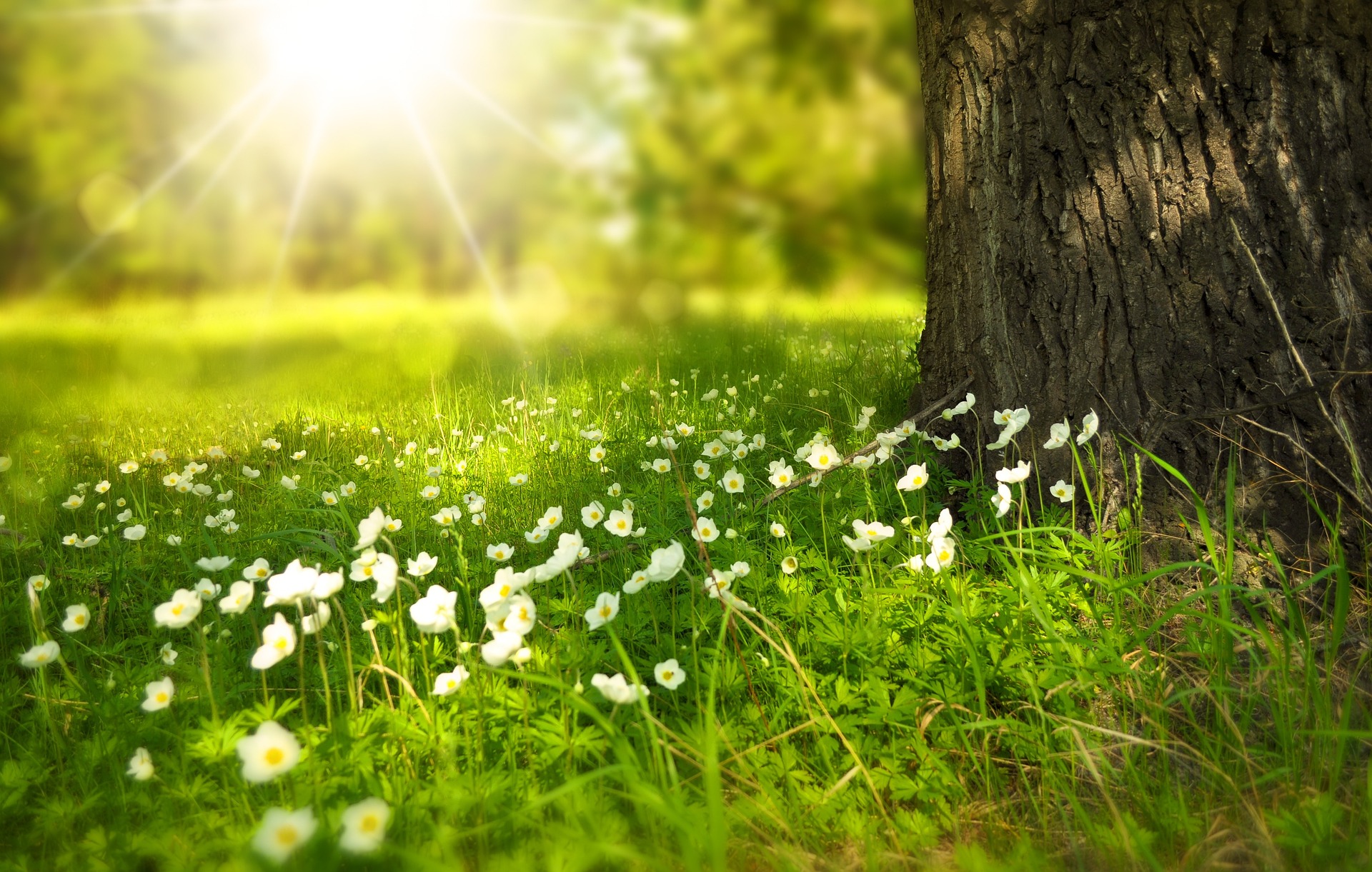 fleurs jardin