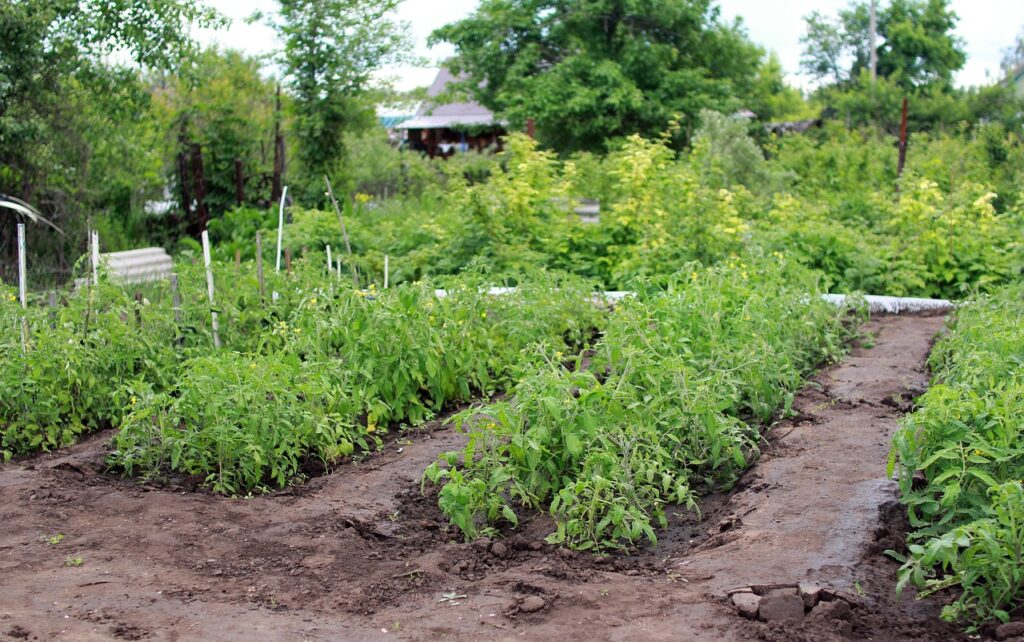 potager jardin paysagiste jardinier entretien légumes fruits