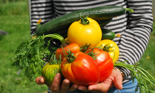 légumes potager