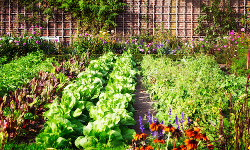 légumes potager