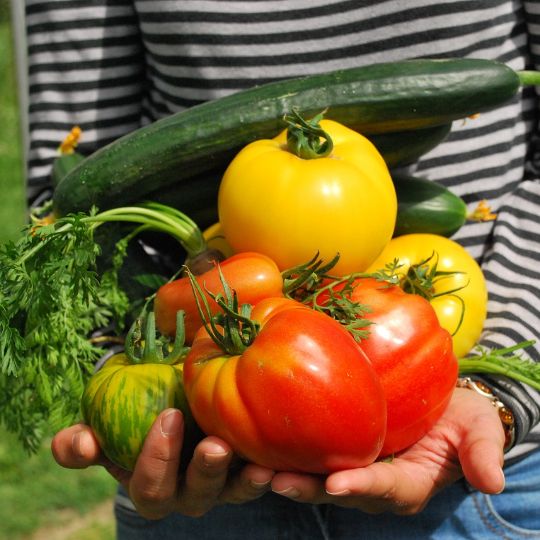 potager jardin paysagiste jardinier fruit légumes saison