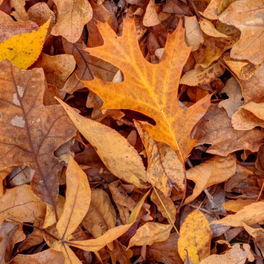 ramassage des feuilles mortes