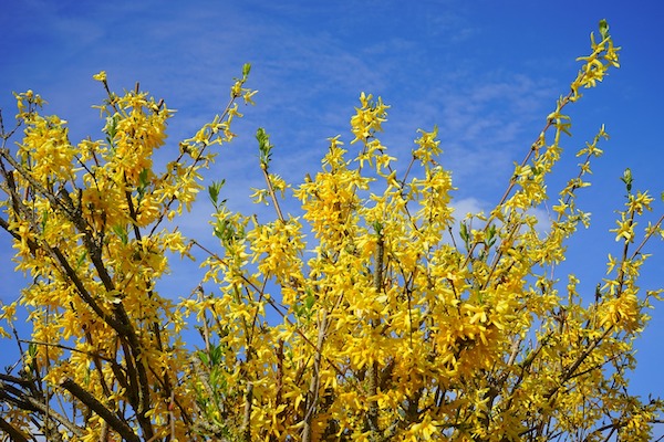 forsythia paysagiste marne