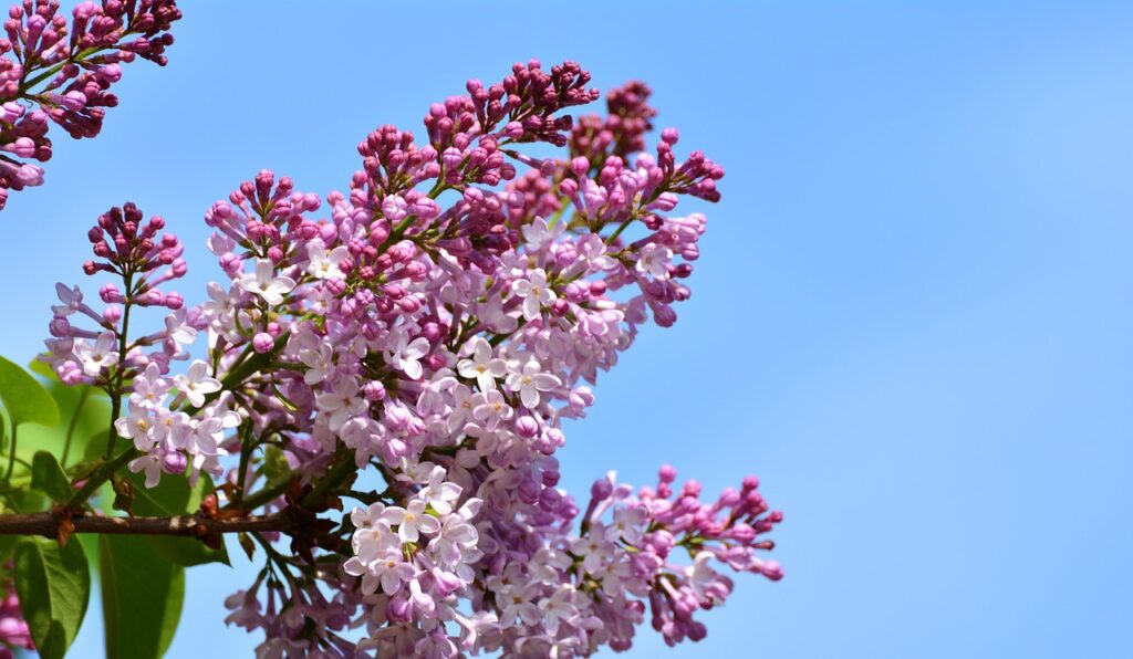 lilas paysagiste marne