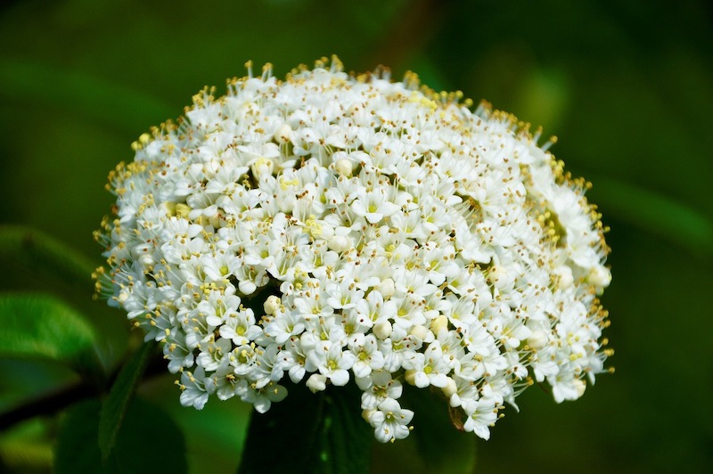 viburnum paysagiste marne