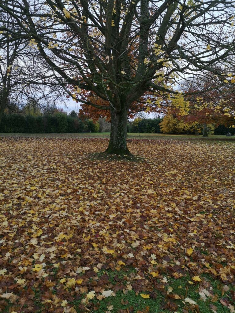 ramassage feuilles mortes avant