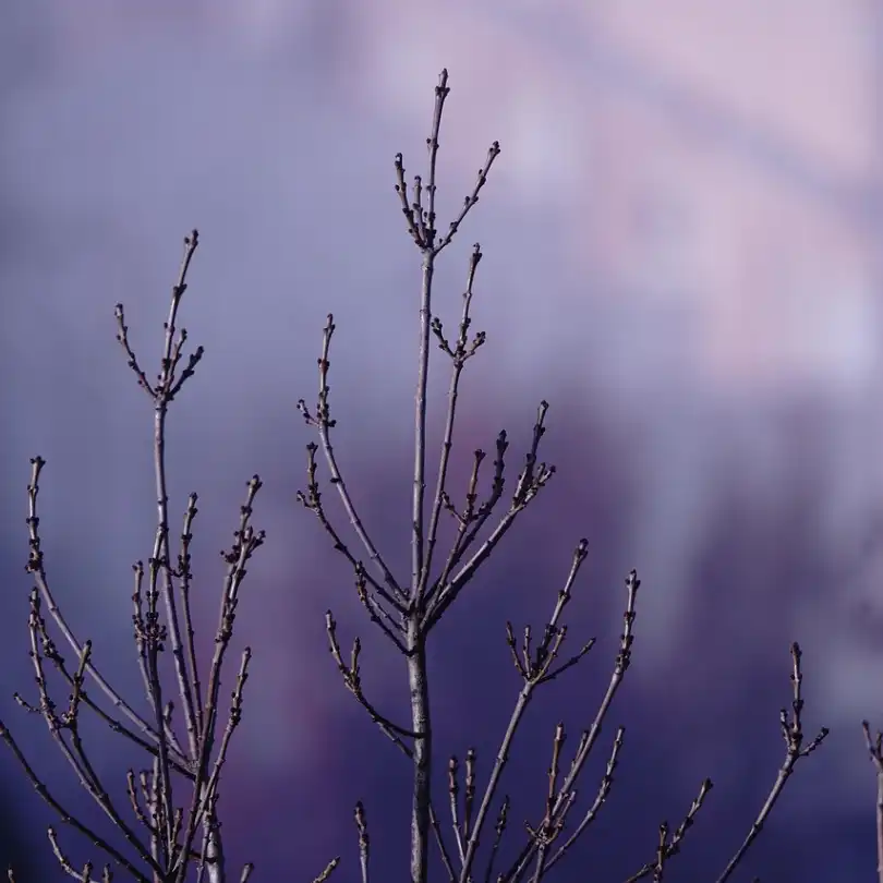taille arbuste hiver