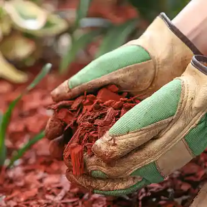 paillage dans mains gantées