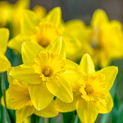 Jonquilles