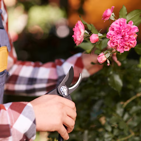 homme copant des fleurs avec un sécateur