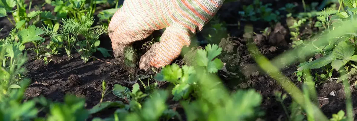 bannière article novembre jardine marne