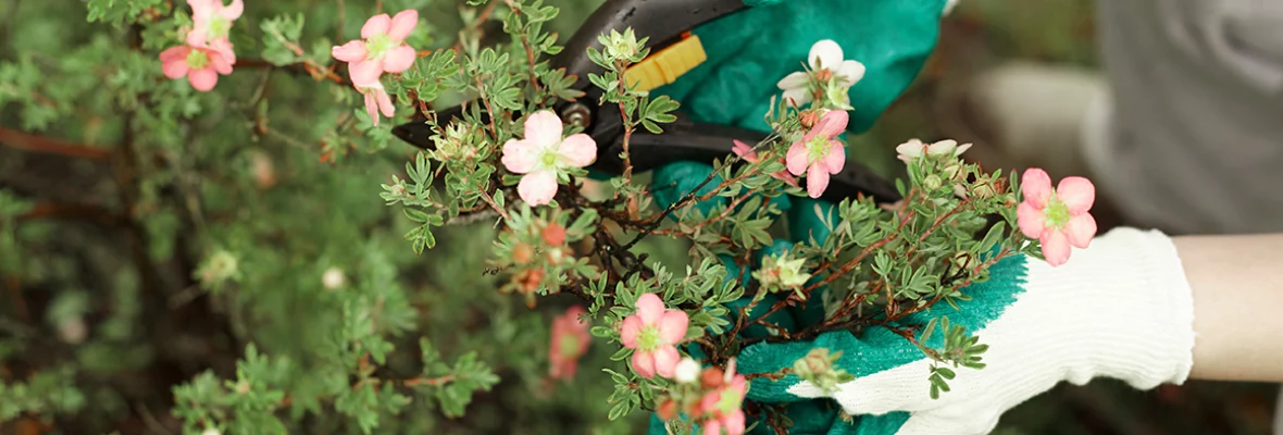 Utilisation de sécateur sur un arbuste fleuri avec des mains gantées